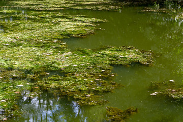 Blaualgen in einem Fluss, baden verboten
