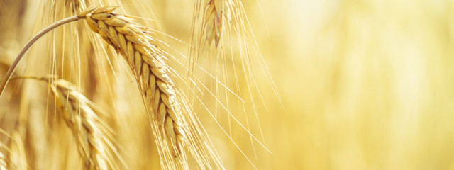 Rural landscape - field common wheat (Triticum aestivum) in the rays of the summer sun, closeup with space for text