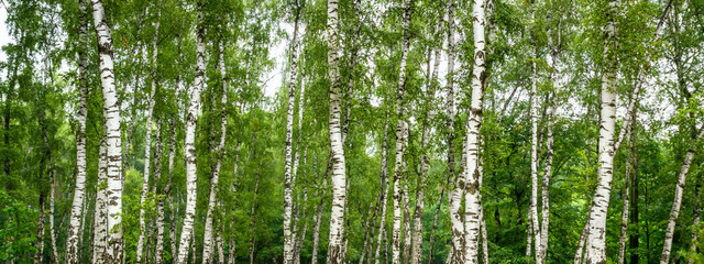 Birch grove on a sunny summer day, summertime landscape