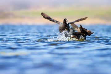 Fighting birds. Water nature habitat background.  Bird: Eurasian Coot. Fulica atra. 