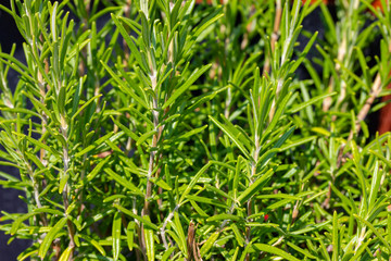 Nahaufnahme von Rosmarin im Garten