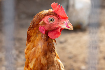 Portrait of brown chicken with piercing in a beak.
