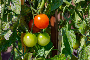 rote und grüne Tomaten im Garten