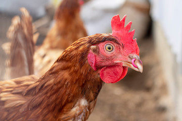 Portrait of brown chicken with piercing in a beak.