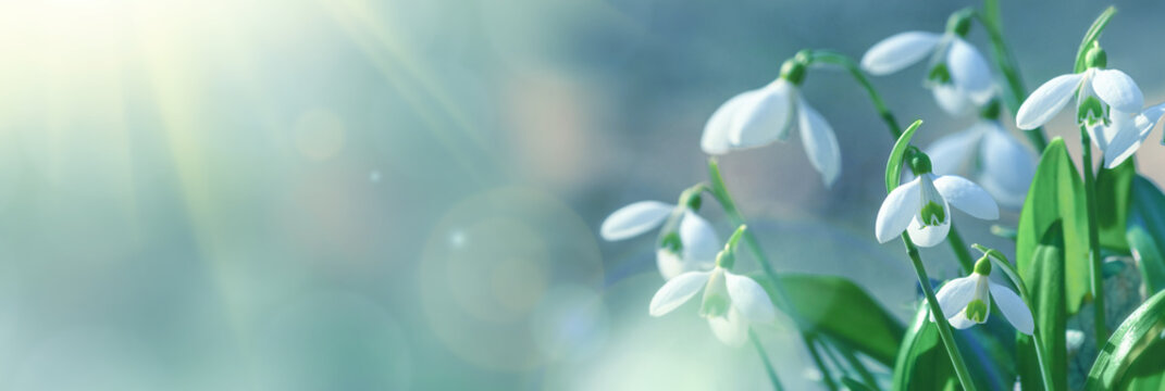 Galanthus nivalis or common snowdrop - blooming white flowers in early spring in the forest, closeup with space for text. Spring background, banner.