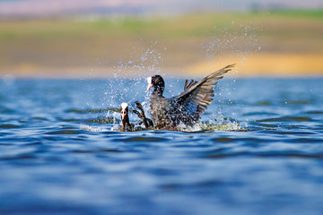 Fighting birds. Water nature habitat background.  Bird: Eurasian Coot. Fulica atra. 