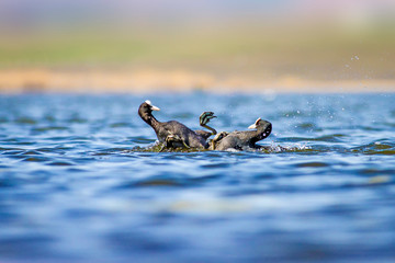 Fighting birds. Water nature habitat background.  Bird: Eurasian Coot. Fulica atra. 