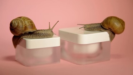 Two snails crawling in a jar of cream, snail slime cream. two snails crawl along the jar with snail mucus.snail mucus extract