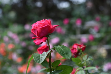 The roses in the rose garden are in full bloom.