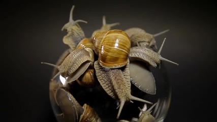 Snails crawl out of a glass vase on a black background
