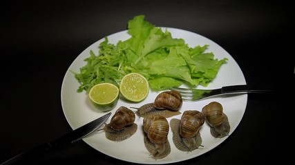 Live Snails on a plate with greens and lime, eating snails.