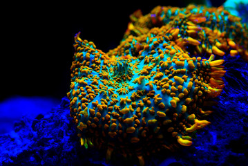 Red & Blue Superman mushroom coral - (Rhodactis sp.)
