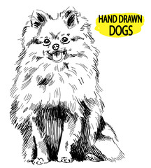 Pomeranian. Drawing by hand in vintage style. Dog breeds. Fluffy dog sitting. - 268433212