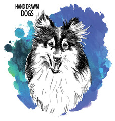 Collie. Drawing by hand in vintage style. Dog breeds.