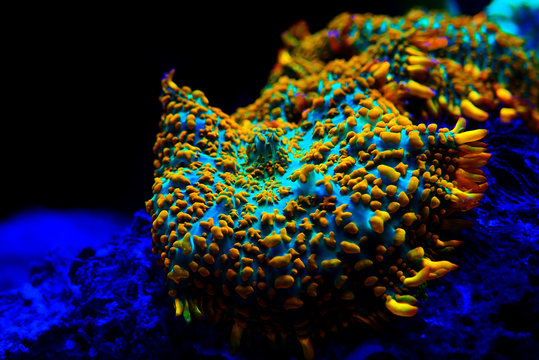 Discosoma Images – Browse 169 Stock Photos, Vectors, and Video | Adobe Stock