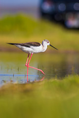 Cute water bird. Water nature habitat background. Bird: Black winged Stilt. Himantopus himantopus.