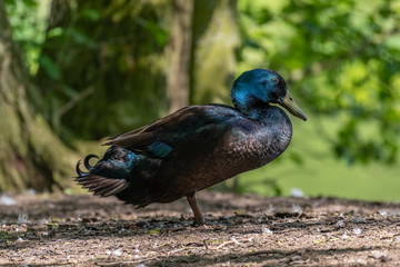 Cayuga Duck in the wild
