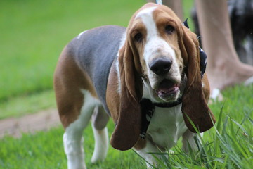 hound dog