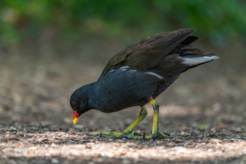 Common moorhen (Gallinula chloropus)