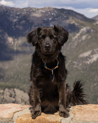 Colorado Mountain Dog