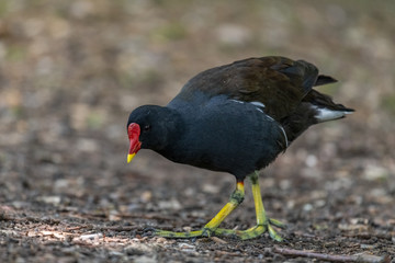 Common moorhen (Gallinula chloropus)