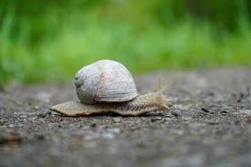 Schnecke