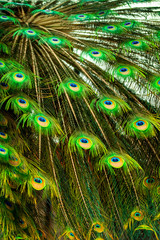 Obraz premium peacock feather closeup texture background