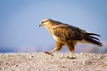 Bird of prey. Blue sky background. Bird: Long legged Buzzard. Buteo rufinus. 