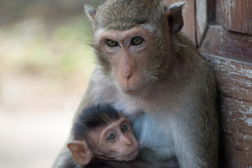 Fototapeta premium 可愛いサル