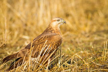 Wild bird. Bird of prey. Yellow dry grass background. Long legged Buzzard. Buteo rufinus.