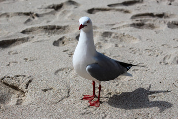 Seagull on the beach, north island, New Zealand