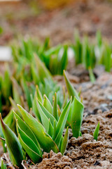 Flowers in sunny garden and tulips plant. Flower bed in beautiful spring day. Bush of tulips