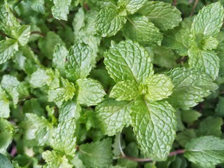 Fototapeta na wymiar fresh mint in the garden