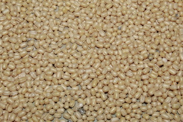 Indian splitted white lentil,Vigna mungo, black gram, urad bean, urid bean, minapa pappu, mungo bean or black matpe bean, food background.