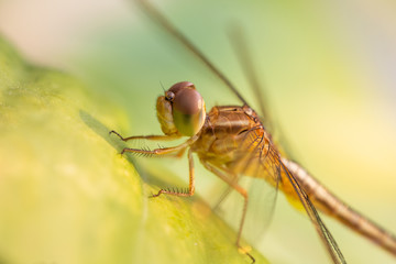 dragonfly