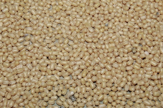 Indian splitted white lentil,Vigna mungo, black gram, urad bean, urid bean, minapa pappu, mungo bean or black matpe bean, food background.