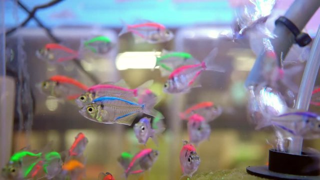 tropical several glass fishes in the aquarium, also known as Chanda baculis