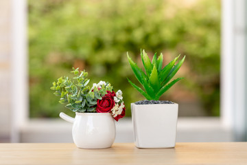 Small plants in white pots on a wooden table in front of the window.