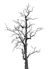 black and white dead tree