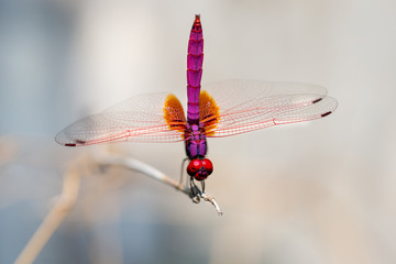 Red dragonfly on branches with blurred background in nature - obrazy, fototapety, plakaty