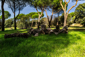 Dehesa de Navalcarbón. Las Rozas de Madrid, Madrid, España.