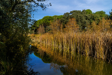 Dehesa de Navalcarbón. Las Rozas de Madrid, Madrid, España.