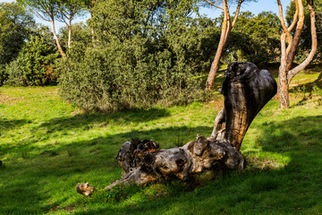 Dehesa de Navalcarbón. Las Rozas de Madrid, Madrid, España.