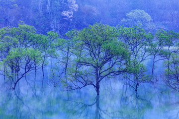 朝靄と新緑の白川湖