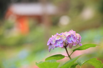 寺の境内に咲いた紫陽花
