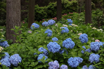 森の中に群生する青とピンクの紫陽花