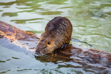Brown Coypu (River rat, Nutria, lat. Myocastor coypus) by the river - wildlife