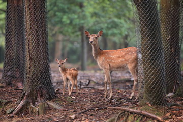 森の中の鹿の親子
