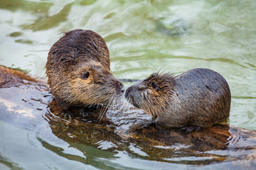 Coypu (River rat, Nutria, lat. Myocastor coypus) playing and kissing in water