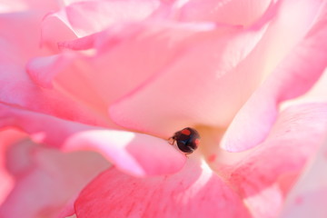 薔薇の花びらとてんとう虫の後ろ姿です